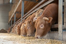 Colli Hof ter Driehoek